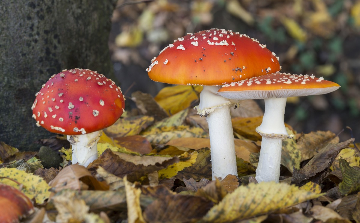 Qizlar porno tomosha qilish